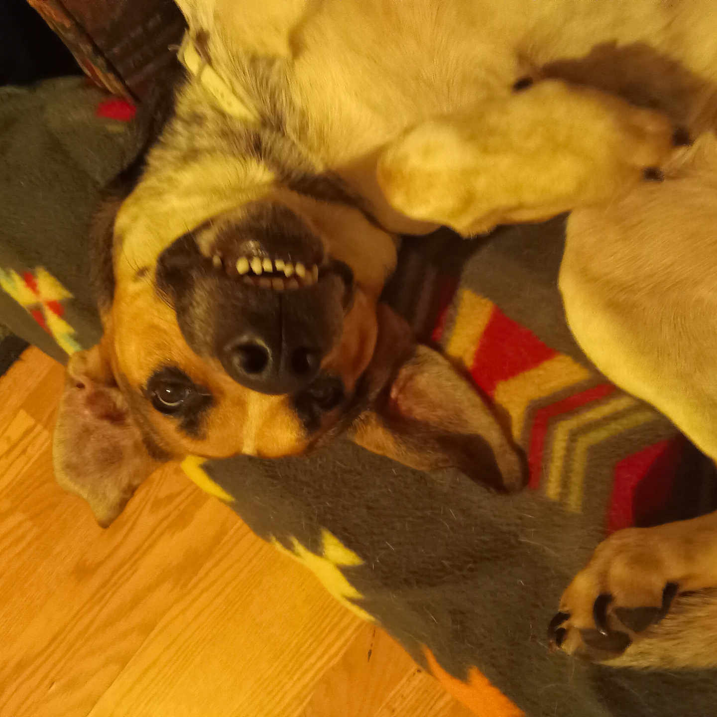 Buddy