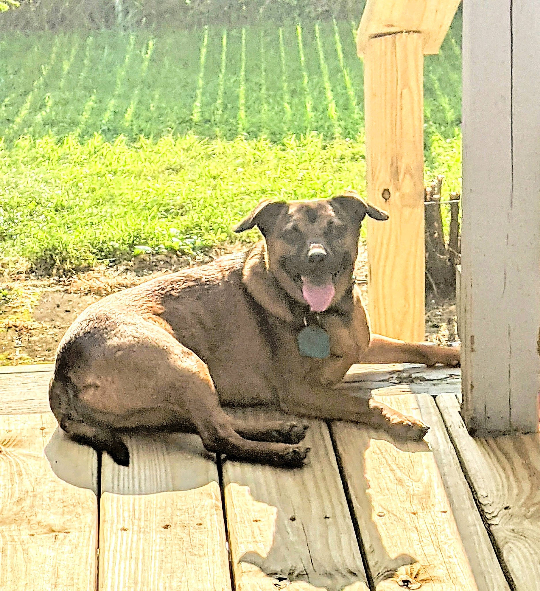 Lewis joined the competition — help win amazing prizes! agriculture, canidae, carnivore, collar, companion_dog, dog, dog_breed, dog_collar, fawn, field, grass, grassland, landscape, pet_supply, plant, snout, soil, sporting_group, tail, working_animal