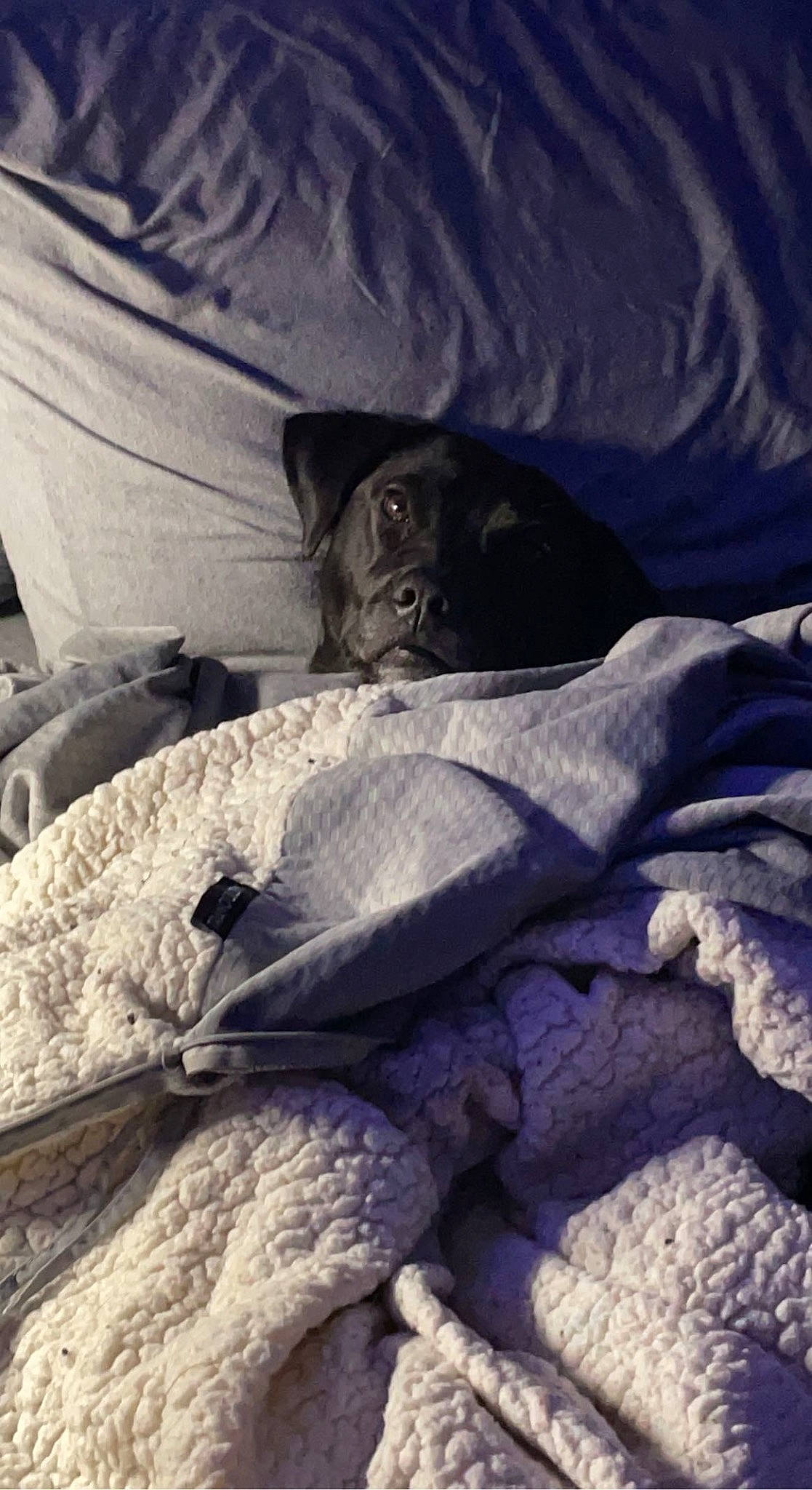 Levi joined the competition — help win amazing prizes! bedding, carnivore, cloud, comfort, companion_dog, dog, dog_breed, electric_blue, felidae, fur, grey, linens, mammal, small_to_medium_sized_cats, snout, sporting_group, textile, tints_and_shades, vertebrate, whiskers