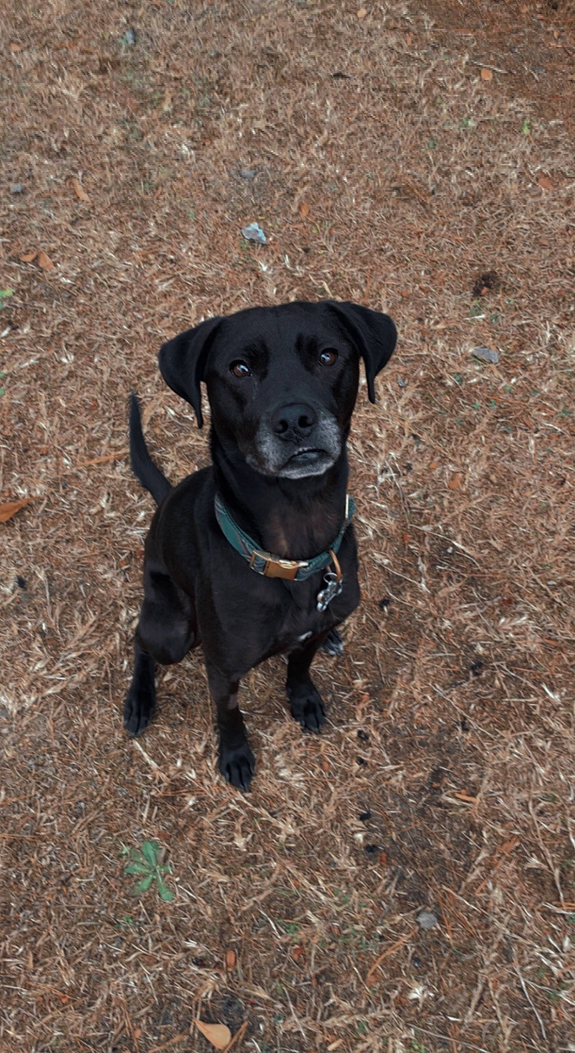 Levi joined the competition — help win amazing prizes! borador, carnivore, collar, companion_dog, dog, dog_breed, dog_collar, fawn, fur, grass, guard_dog, gun_dog, plant, retriever, snout, sporting_group, tail, terrestrial_animal, whiskers, working_animal