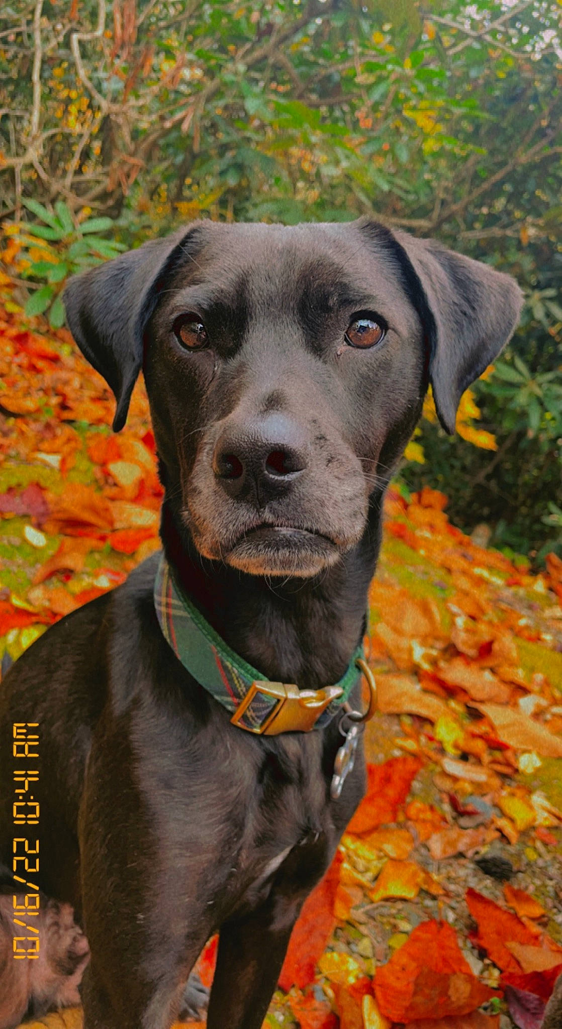 Levi joined the competition — help win amazing prizes! canidae, carnivore, collar, companion_dog, dog, dog_breed, dog_collar, dog_supply, event, eye, fawn, grass, liver, pet_supply, plant, snout, sporting_group, whiskers, working_animal, working_dog