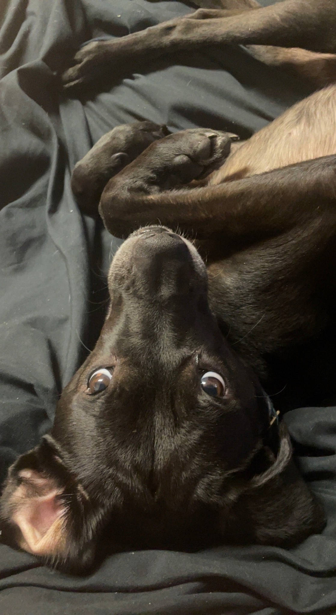 Levi joined the competition — help win amazing prizes! canidae, carnivore, comfort, companion_dog, dog, dog_breed, ear, fawn, fur, gesture, grey, guard_dog, gun_dog, liver, snout, sporting_group, terrestrial_animal, whiskers, working_animal, wrinkle