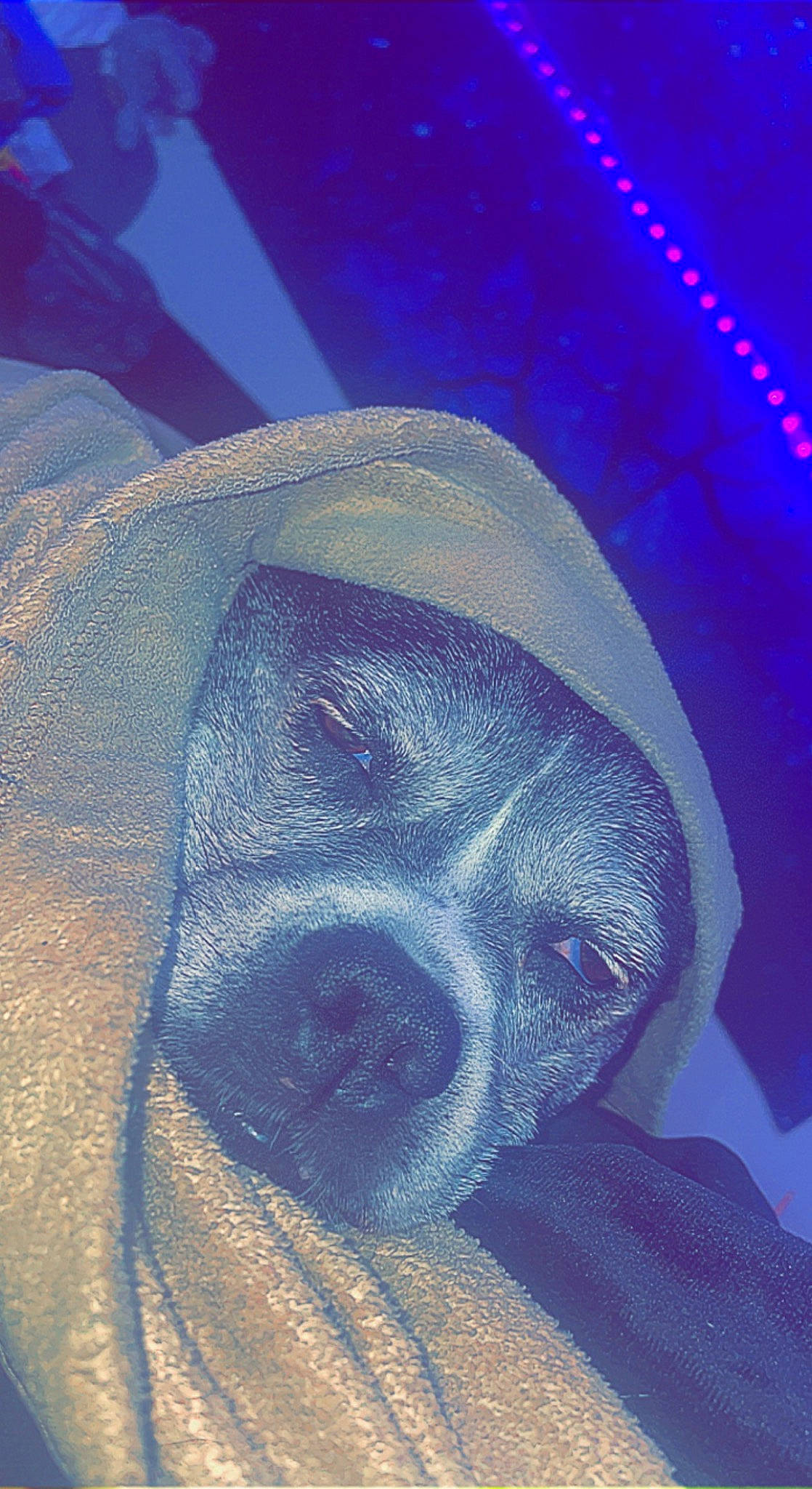 Shadow joined the competition — help win amazing prizes! art, carnivore, darkness, dog, dog_breed, electric_blue, entertainment, event, fun, graphic_design, magenta, night, painting, pattern, personal_protective_equipment, purple, space, visual_arts