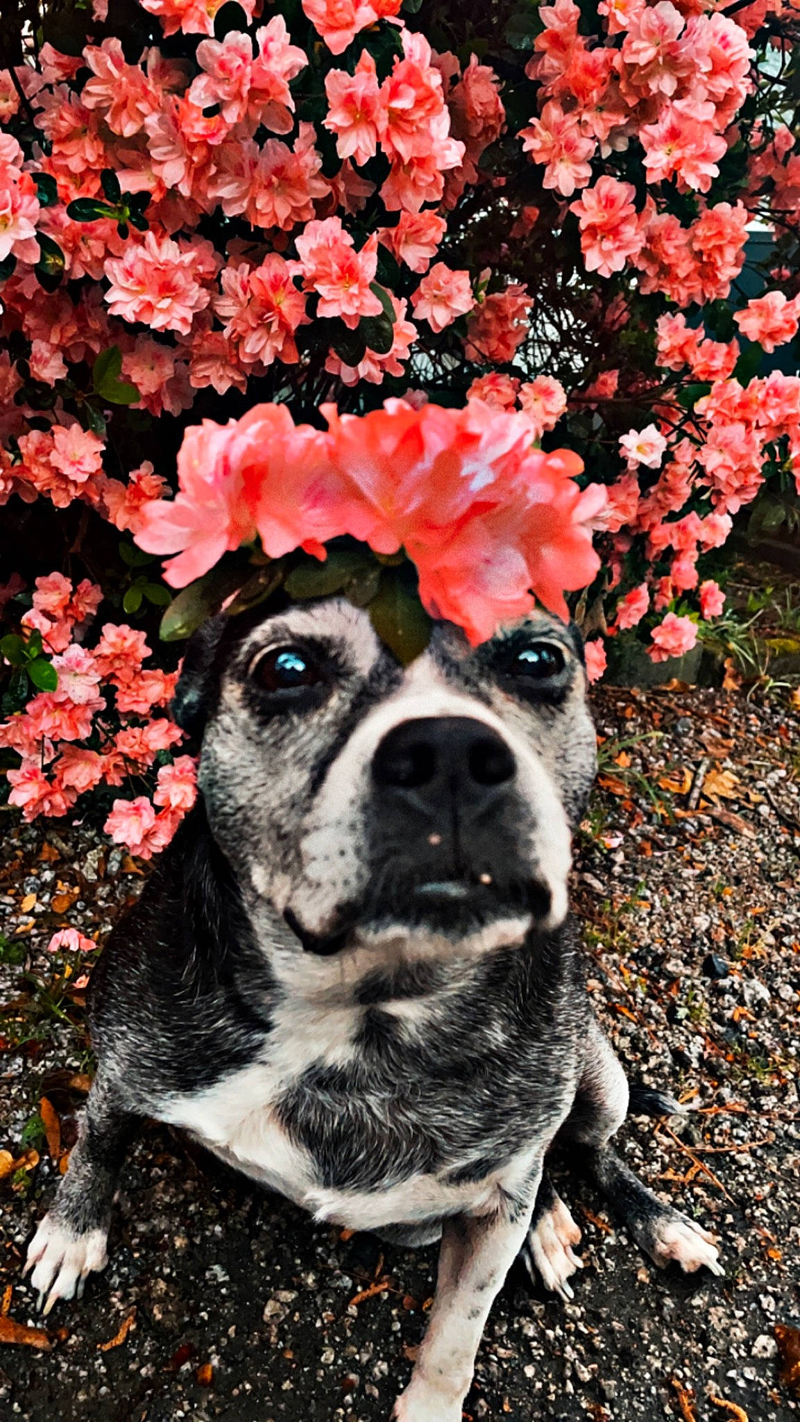 Shadow joined the competition — help win amazing prizes! annual_plant, carnivore, companion_dog, coquelicot, dog, dog_breed, fawn, flower, flowering_plant, grass, pattern, petal, plant, rose, rose_family, snout, sporting_group, tree, whiskers, working_animal