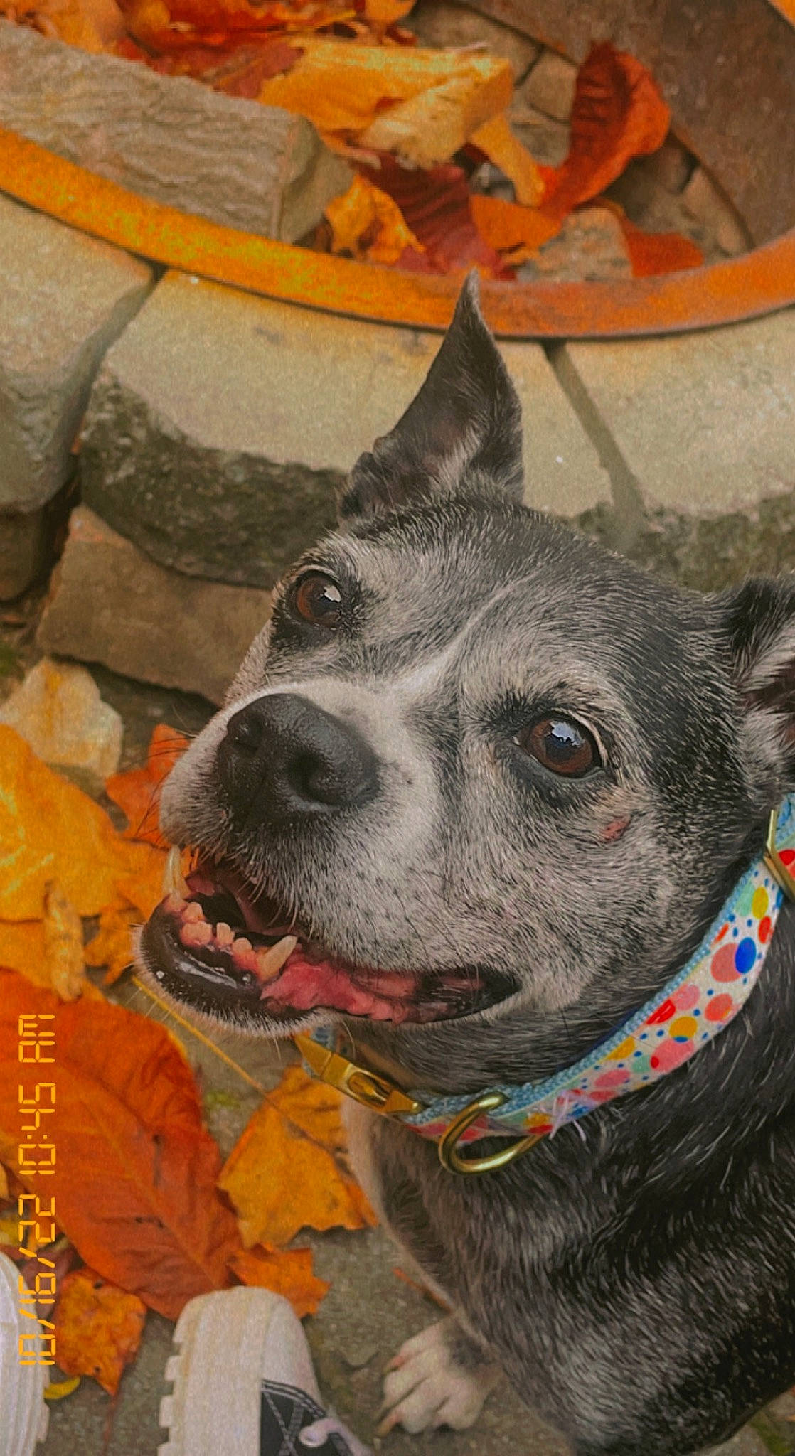 Shadow is registered to the contest to win money with this photo: bicycle, canidae, carnivore, collar, companion_dog, dog, dog_breed, dog_collar, metal, non_sporting_group, recreation, snout, sporting_group, whiskers, working_animal, working_dog