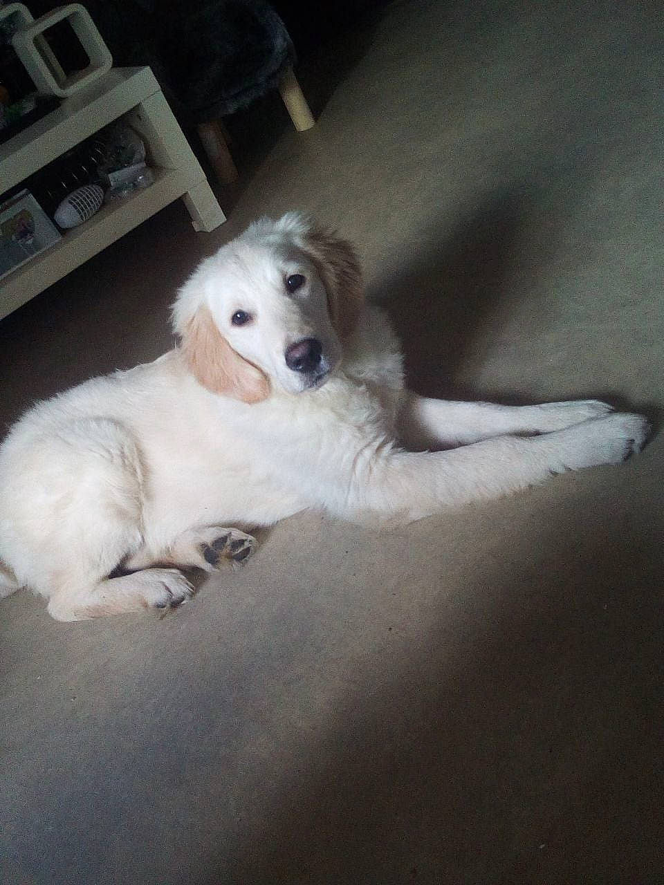 Pégase participe au concours pour gagner de l'argent avec cette photo : canidae, carnivore, comfort, companion_dog, dog, dog_breed, fawn, fur, nap, paw, puppy_love, shelf, small_terrier, snout, sporting_group, tail, terrier, toy_dog, whiskers, working_animal