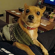 Charlie is registered to the contest to win money with this photo: alert, brown_dog, carpet, collar, couch, cozy, decor, dog, flower_pot, furniture, home, indoor, living_room, paws, person, pet, resting, sweater, table, television