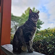 Matt participe au concours pour gagner de l'argent avec cette photo : cat, tabby, animal, pet, outdoor, nature, greenery, sky, clouds, stone_ledge, sitting, feline, whiskers, ears, fur, profile, daylight, blurred_background, looking_away, peaceful