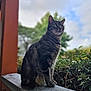 cat, tabby, animal, pet, outdoor, nature, greenery, sky, clouds, stone_ledge, sitting, feline, whiskers, ears, fur, profile, daylight, blurred_background, looking_away, peaceful