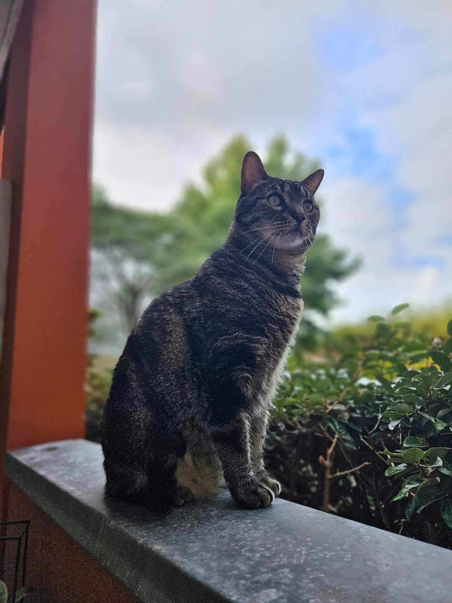 Matt participe au concours pour gagner de l'argent avec cette photo : cat, tabby, animal, pet, outdoor, nature, greenery, sky, clouds, stone_ledge, sitting, feline, whiskers, ears, fur, profile, daylight, blurred_background, looking_away, peaceful