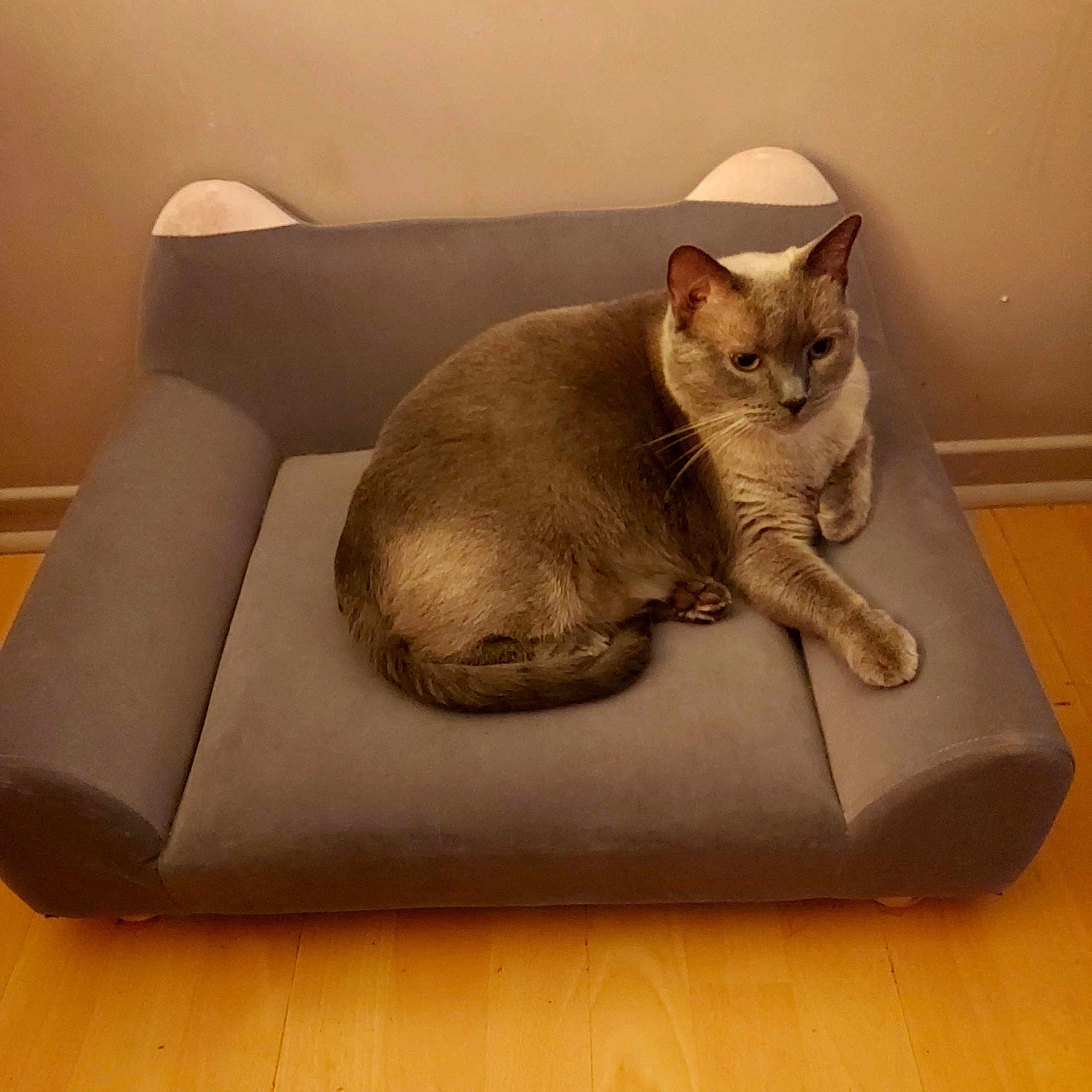 Sofia