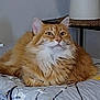 cat, orange_tabby, fluffy, quilt, folded_blanket, indoor, lamp, side_table, furniture, relaxed, pet, animal, fur, face, ears, whiskers, domestic_cat, cozy, bedroom, decor