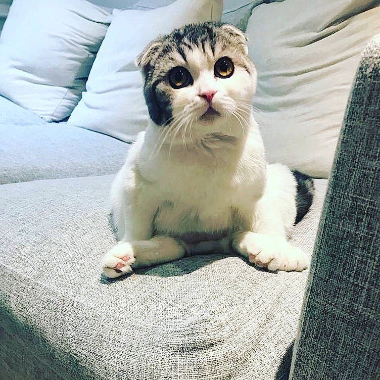 Cornelius is registered to the contest to win money with this photo: carnivore, cat, claw, comfort, couch, domestic_short_haired_cat, felidae, flooring, foot, fur, grey, human_leg, linens, paw, sitting, small_to_medium_sized_cats, tail, terrestrial_animal, whiskers, woven_fabric