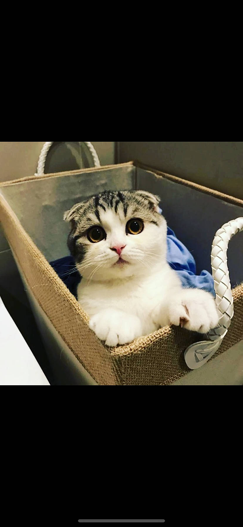 Cornelius joined the competition — help win amazing prizes! art, automotive_lighting, bag, box, carnivore, cat, comfort, domestic_short_haired_cat, eye, felidae, fur, metal, paw, photo_caption, rectangle, sitting, small_to_medium_sized_cats, smile, tail, whiskers