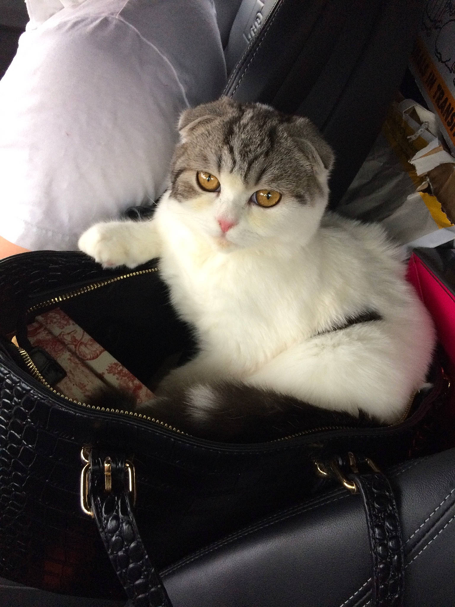 Cornelius joined the competition — help win amazing prizes! bag, baggage, carnivore, cat, chair, comfort, fashion_accessory, fawn, felidae, fur, luggage_and_bags, sitting, small_to_medium_sized_cats, strap, whiskers
