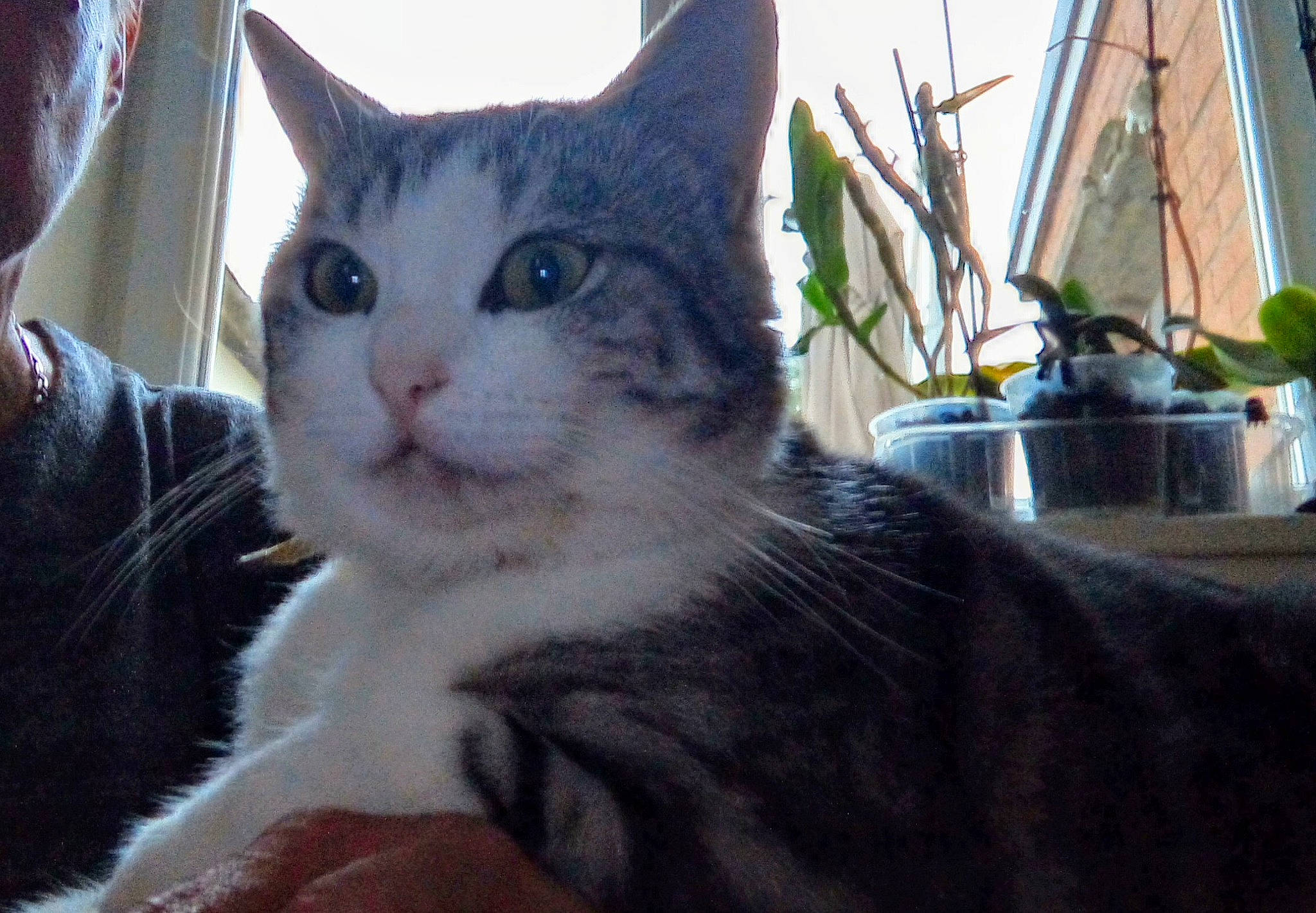 Frimousse a rejoint le concours — aidez-le/la à gagner de superbes lots ! aegean_cat, american_shorthair, american_wirehair, asian, carnivore, cat, domestic_short_haired_cat, european_shorthair, felidae, mammal, polydactyl_cat, small_to_medium_sized_cats, snout, tabby_cat, vertebrate, whiskers