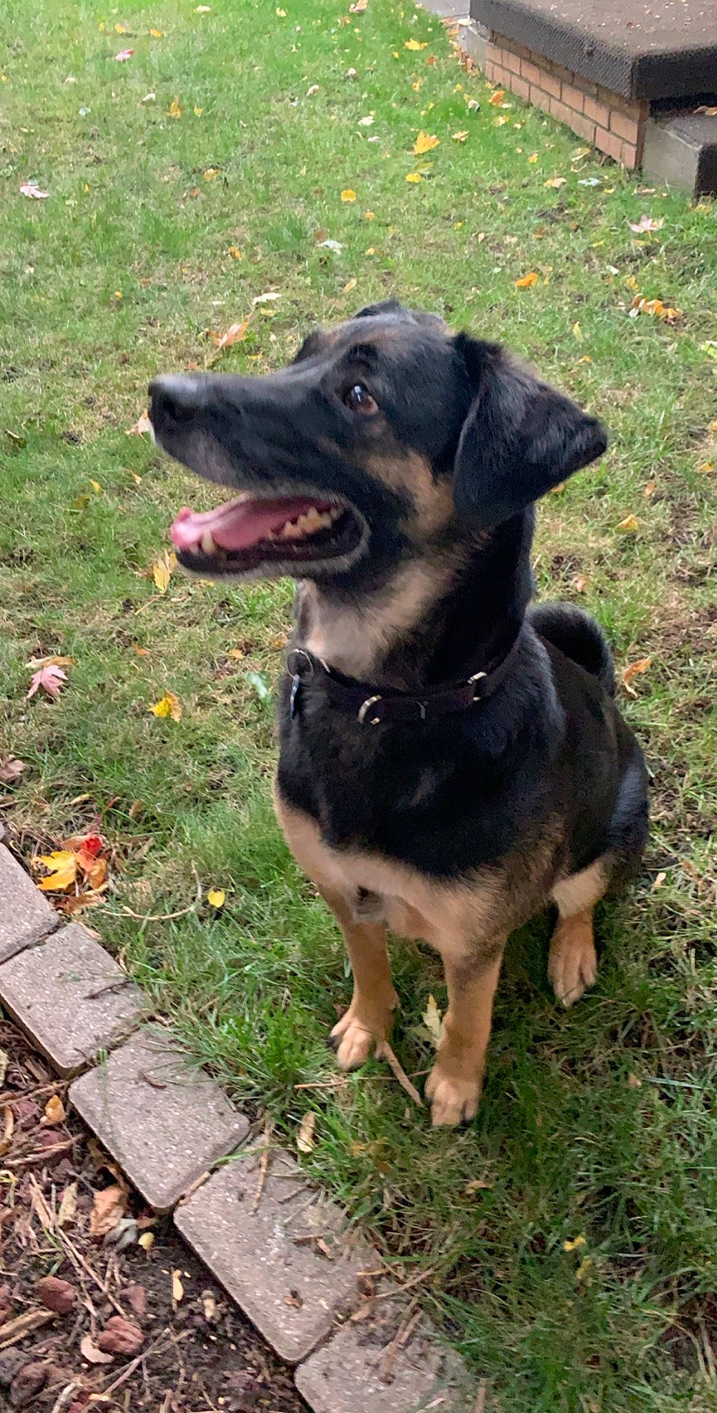 Jonah joined the competition — help win amazing prizes! black_and_tan_terrier, canidae, carnivore, dog, dog_breed, german_shepherd_dog, mammal, rare_breed_dog, snout, sporting_group, vertebrate