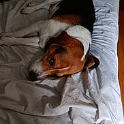 Buddie is registered to the contest to win money with this photo: dog, bed, white_sheet, relaxed, sleepy, tricolor, fur, indoor, wooden_floor, resting, canine, animal, pet, closeup, laying_down, soft_light, cozy, domestic, quiet, calm