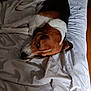 dog, bed, white_sheet, relaxed, sleepy, tricolor, fur, indoor, wooden_floor, resting, canine, animal, pet, closeup, laying_down, soft_light, cozy, domestic, quiet, calm