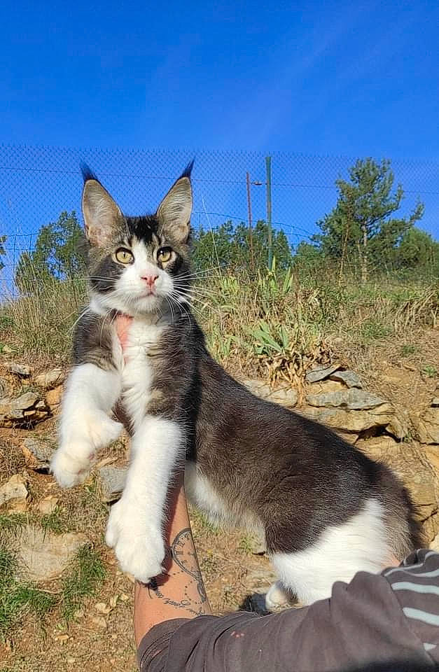 Suprême participe au concours pour gagner de l'argent avec cette photo : carnivore, cat, domestic_short_haired_cat, eye, fawn, felidae, fur, grass, paw, plant, sand, sky, small_to_medium_sized_cats, snout, soil, tail, terrestrial_animal, tree, whiskers, wildlife