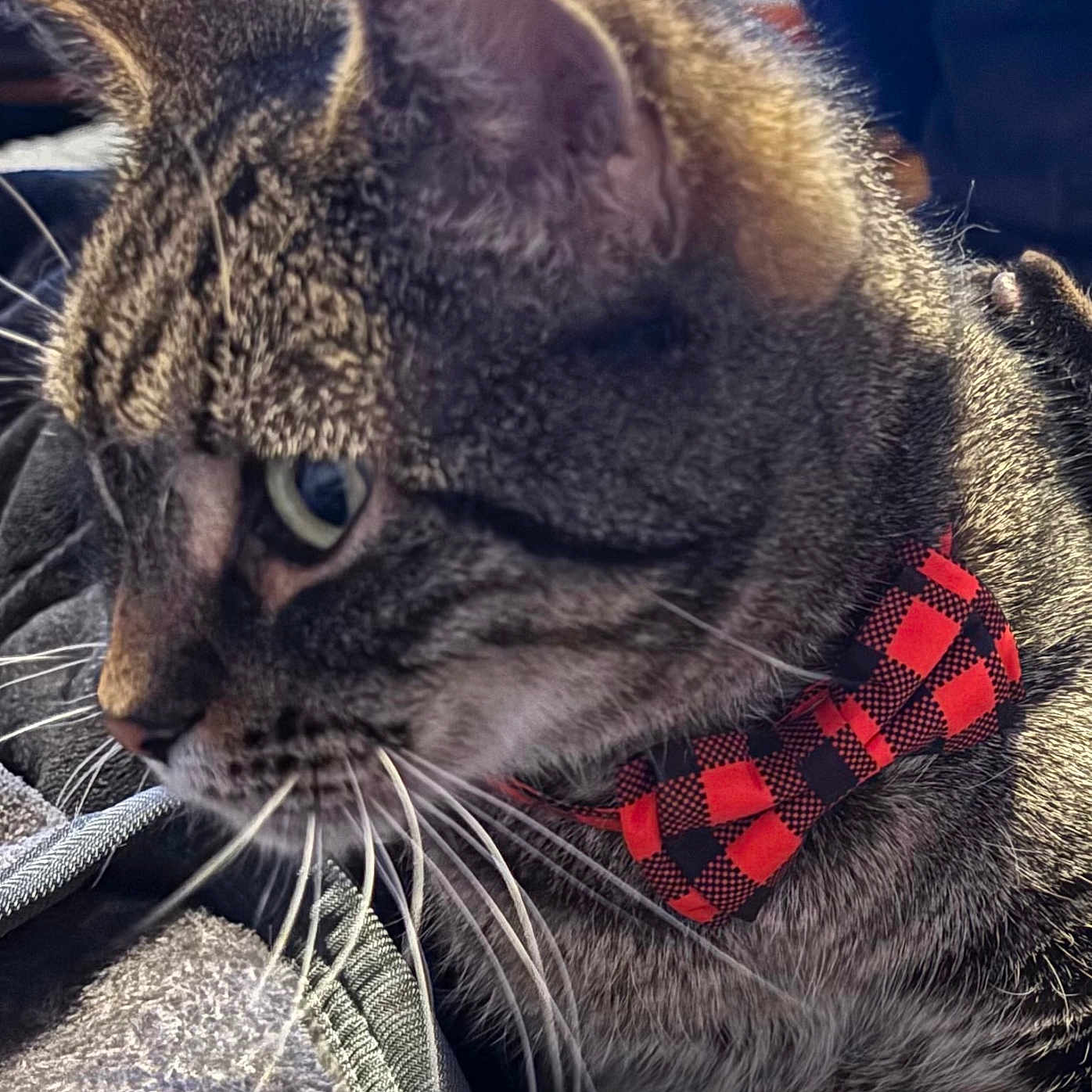 Mr. Winchester is registered to the contest to win money with this photo: animal, bow_tie, cat, close_up, comfort, cute, domestic_animal, fabric, feline, fur, indoor, mammal, pet, portrait, relaxation, side_profile, striped, tabby, texture, whiskers