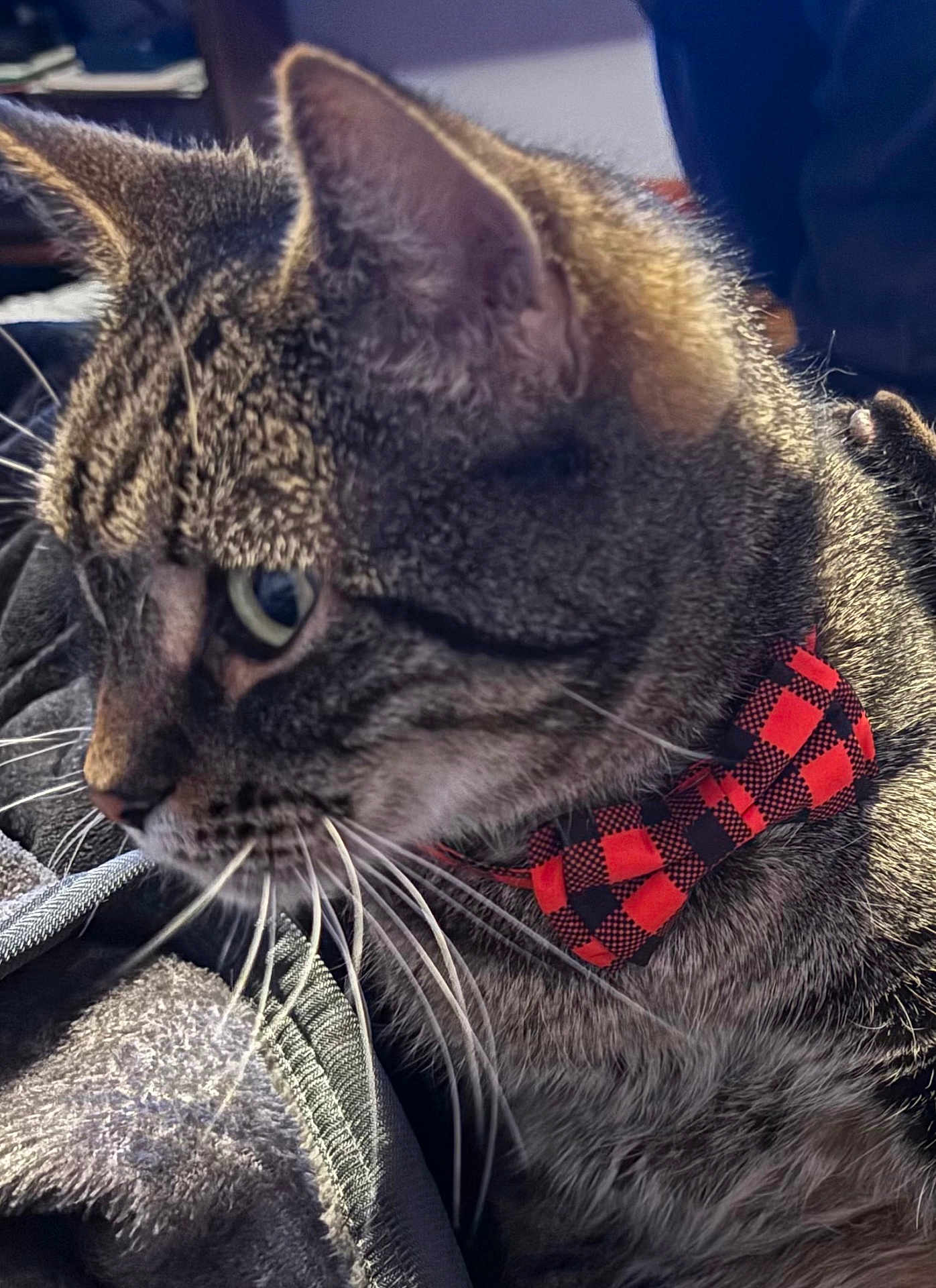 Mr. Winchester is registered to the contest to win money with this photo: animal, bow_tie, cat, close_up, comfort, cute, domestic_animal, fabric, feline, fur, indoor, mammal, pet, portrait, relaxation, side_profile, striped, tabby, texture, whiskers