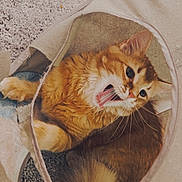 Kai is registered to the contest to win money with this photo: cat, orange_tabby, feline, pet, animal, cozy, fabric_tunnel, carpet, whiskers, playful, cute, indoor, fur, mouth_open, curious, ears, paw, resting, soft_texture, close_up