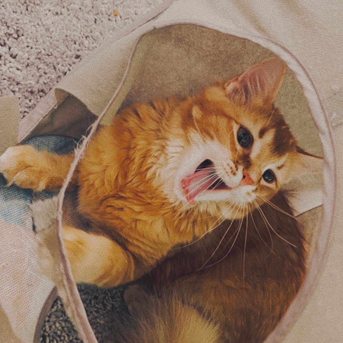 Kai is registered to the contest to win money with this photo: cat, orange_tabby, feline, pet, animal, cozy, fabric_tunnel, carpet, whiskers, playful, cute, indoor, fur, mouth_open, curious, ears, paw, resting, soft_texture, close_up