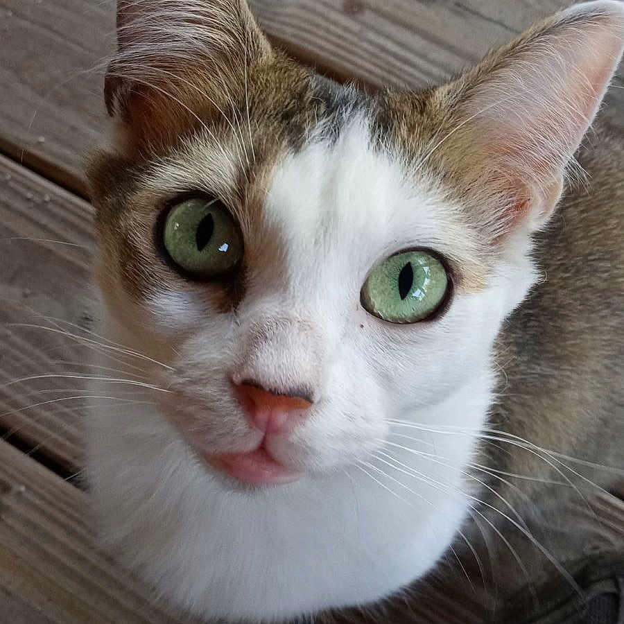 Mia joined the competition — help win amazing prizes! abyssinian, animal, architecture, building, cat, clothing, face, footwear, hardwood, head, kitten, manx, person, pet, photography, portrait, runningshoe, shoe, sneaker, wood