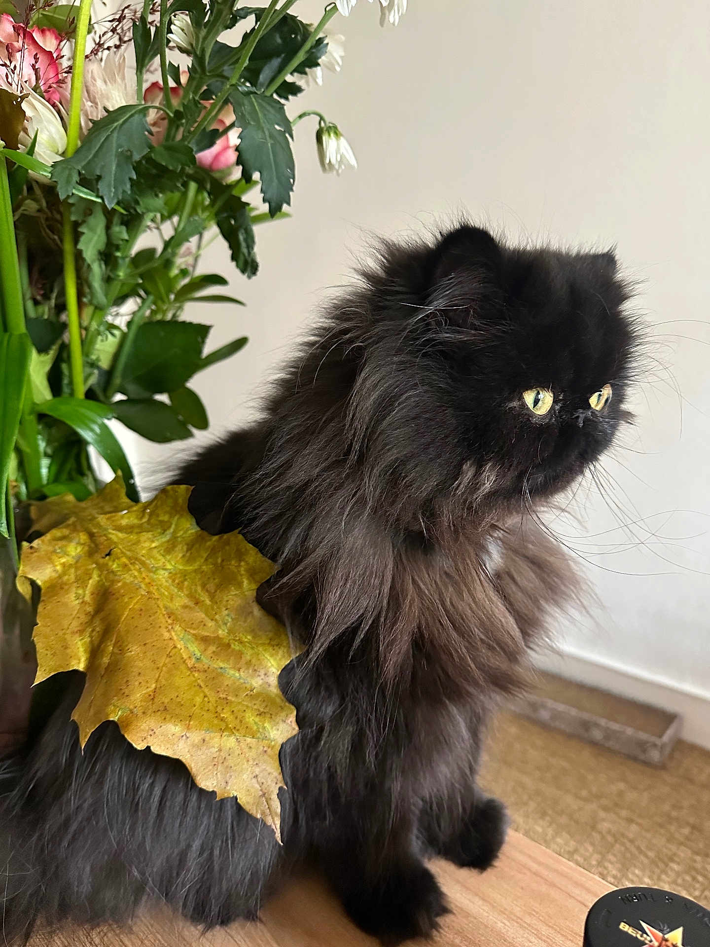Ysys a rejoint le concours — aidez-le/la à gagner de superbes lots ! cat, black_cat, long_hair, furry, pet, leaf, autumn_leaf, flowers, vase, indoor, portrait, green_eyes, whiskers, closeup, side_profile, table, hardwood_floor, home, plant, sitting