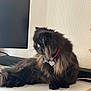 Ysys a rejoint le concours — aidez-le/la à gagner de superbes lots ! cat, black_cat, long_hair, collar, heart_tag, desk, monitor, speaker, indoor, wall, fur, pet, sitting, profile, whiskers, golden_eyes, wooden_floor, relaxed, portrait, home_office