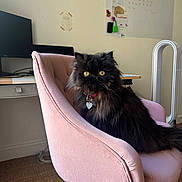 Ysys a rejoint le concours — aidez-le/la à gagner de superbes lots ! cat, black_cat, long_hair, yellow_eyes, heart_tag, red_collar, pink_chair, armchair, indoor, home_office, desk, monitor, whiteboard, calendar, tower_fan, carpet, sitting, portrait, cozy, fluffy