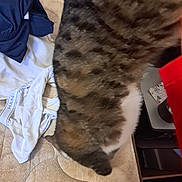 Ivy joined the competition — help win amazing prizes! animal, bed, blanket, cat, closeup, clothing, domestic, fabric, feline, fur, household, indoor, messy, pattern, pet, resting, soft, striped, tabby_cat, textile