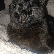 Vador a rejoint le concours — aidez-le/la à gagner de superbes lots ! cat, black_cat, feline, pet, animal, sleeping, cozy, blanket, indoor, fur, whiskers, closeup, cute, relaxed, domestic_animal, mammal, resting, fluffy, soft, companion