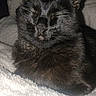 cat, black_cat, feline, pet, animal, sleeping, cozy, blanket, indoor, fur, whiskers, closeup, cute, relaxed, domestic_animal, mammal, resting, fluffy, soft, companion