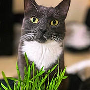 Fille a rejoint le concours — aidez-le/la à gagner de superbes lots ! cat, gray_cat, white_chest, yellow_eyes, green_grass, indoor, curious, pet, animal, feline, closeup, plant, focus, whiskers, portrait, domestic_cat, cute, sitting, looking, background_blur