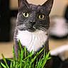cat, gray_cat, white_chest, yellow_eyes, green_grass, indoor, curious, pet, animal, feline, closeup, plant, focus, whiskers, portrait, domestic_cat, cute, sitting, looking, background_blur