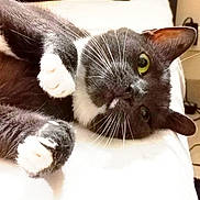 Fille a rejoint le concours — aidez-le/la à gagner de superbes lots ! cat, tuxedo_cat, pet, indoor, lying_down, paws, whiskers, green_eyes, fur, close_up, cute, relaxed, bed, domestic_animal, feline, resting, animal, soft_surface, portrait, playful