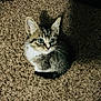 Milo is registered to the contest to win money with this photo: kitten, cat, pet, animal, fur, carpet, indoor, small, cute, whiskers, ears, eyes, curled_up, shadow, texture, domestic, young, mammal, cute_pet, looking_up