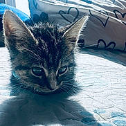 Milo is registered to the contest to win money with this photo: kitten, cat, tabby, pet, animal, bed, pillow, heart_pattern, indoor, fur, whiskers, ears, sleepy, close_up, shadow, texture, cute, domestic_cat, resting, young