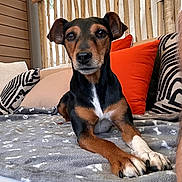 Bella participe au concours pour gagner de l'argent avec cette photo : animal, black, black_and_white_pillow, blanket, brown, cozy, dog, ears, eyes, fur, indoor, lounge, nose, orange_pillow, paw, pet, pillow, resting, snout, wooden_fence