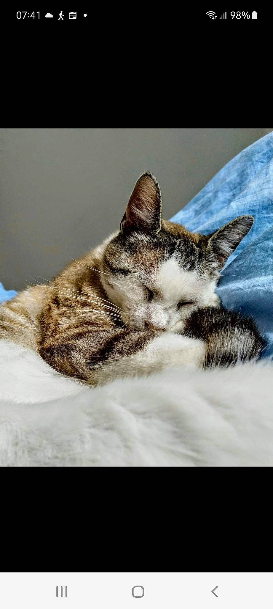 Minouche participe au concours pour gagner de l'argent avec cette photo : art, carnivore, cat, claw, comfort, domestic_short_haired_cat, felidae, fur, nap, paw, sleep, small_to_medium_sized_cats, tail, tree, whiskers, wildlife