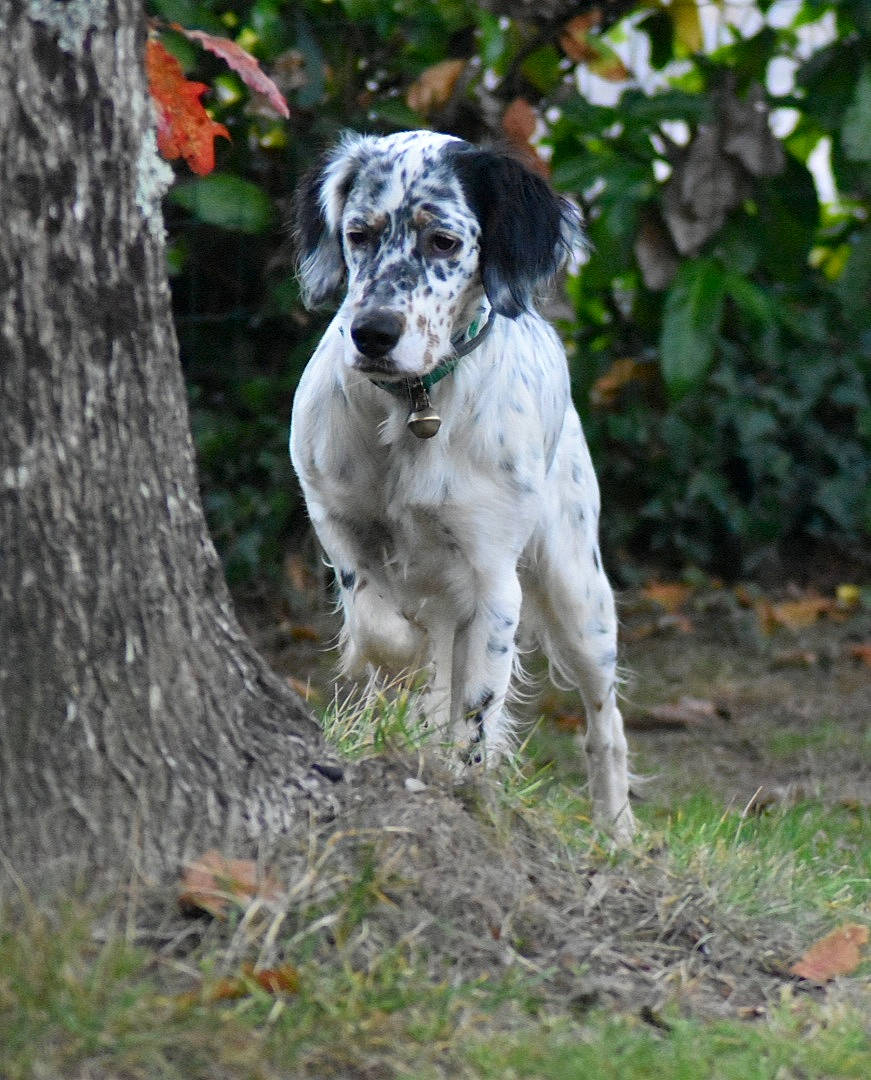 Sorgho participe au concours pour gagner de l'argent avec cette photo : art, canidae, carnivore, companion_dog, dog, dog_breed, fawn, grass, gun_dog, plant, pointing_breed, soil, spaniel, sporting_group, tail, tree, trunk, twig, wood, working_animal