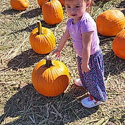 Autumn is registered to the contest to win money with this photo: child, toddler, pumpkin, pumpkin_patch, outdoor, daylight, purple_shirt, floral_pants, shoes, hay, ground, autumn, fall, curious, standing, nature, seasonal, orange, cute, young