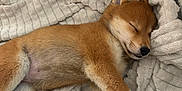 Kyoto a rejoint le concours — aidez-le/la à gagner de superbes lots ! adorable, animal, blanket, canine, cozy, cute, dog, fur, indoors, mammal, paw, peaceful, pet, puppy, relaxation, resting, shiba_inu, sleeping, soft, texture
