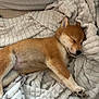 adorable, animal, blanket, canine, cozy, cute, dog, fur, indoors, mammal, paw, peaceful, pet, puppy, relaxation, resting, shiba_inu, sleeping, soft, texture