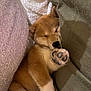 Kyoto participe au concours pour gagner de l'argent avec cette photo : adorable, animal, blanket, closeup, comfort, cozy, cute, fur, indoors, mammal, paw, pet, puppy, relax, rest, sleeping, snuggle, soft, warm, young