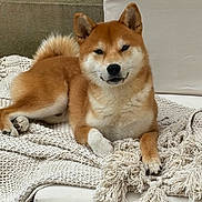 Kyoto a rejoint le concours — aidez-le/la à gagner de superbes lots ! animal, blanket, brown, canine, couch, cozy, dog, ears, face, fur, indoor, lying_down, paw, pet, relaxed, shiba_inu, tail, texture, whiskers, white