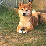 Kyoto a rejoint le concours — aidez-le/la à gagner de superbes lots ! animal, brown_fur, calm, canine, daylight, dog, ears, fence, fluffy_tail, garden, grass, muzzle, nature, outdoor, paws, pet, relaxed, shiba_inu, sunlight, yard