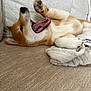 blanket, canine, comfort, couch, cozy, dog, ears, fur, home, indoor, lying_down, mouth, open_mouth, paw, pet, playful, relaxed, snout, tan, white